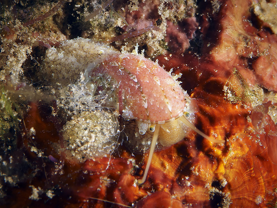 Stomatella auricula